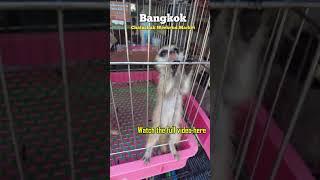 OMG! These Sugar Gliders at Chatuchak Market Look Like Timon from The Lion King! ️