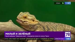 Зверское утро: бородатая агама
