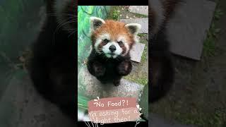 Little Red Panda fights back!