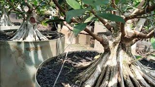 cek harga bahan bonsai kimeng pecah batang milik mas eko 082 333 810 389