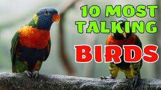 Top 10 Talking Birds for Beginners (Best Pet Birds for Beginners)