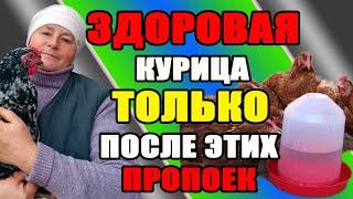 Здоровая курица - ТОЛЬКО после этих пропоек. Подготовка к инкубации.