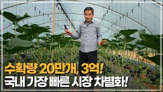 8,000평 농사에서 20만개 생산, 대한민국에서 가장 빠른 수확, 최고의 단맛 미니 밤호박으로 억대 수익 창출