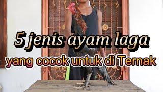 5 JENIS AYAM TERPOPULER UNTUK DI TERNAK !! @KANDANGGEMOY | PETERNAK AYAM SKALA RUMAHAN