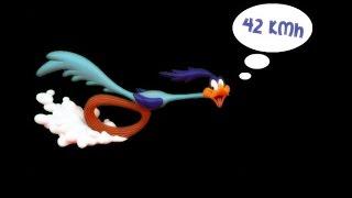  Το Road Runner τρέχει με ταχύτητα 42kmh!