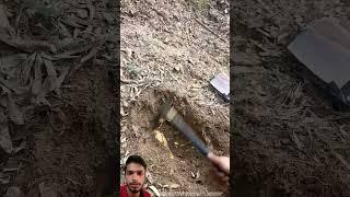 Amazing Mini Hoe Tool Stuff Digging Winter Bamboo Shoots Easily! ##shots #amanmaurya2006