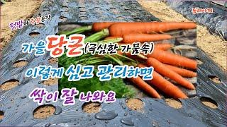 가을 당근 싹이 잘 돋아나게 하려면 이렇게 심고 관리한다.Plant and manage carrots like this to sprout well in autumn.