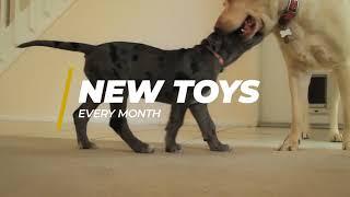 Secret Box | Enjoyable Toys for Your Dogs | Commercial Promo - TriNet Studios