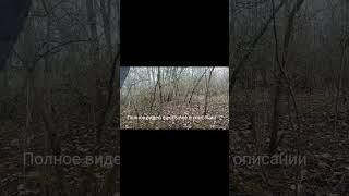 8 часов отдыха под весеннее пение птиц. Снимает стресс, нормализует давление. #shorts