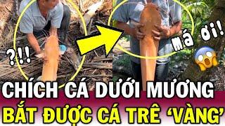 Câu được CÁ TRÊ VÀNG size CỰC KHỦNG, ông chú khiến CĐM tranh cãi nghi CÂU VIEW | Tin Việt Độc Lạ