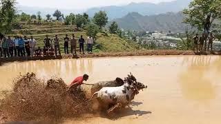 ox racing at Dhanore Rajouri, bull race,baloon ki race rajouri main.