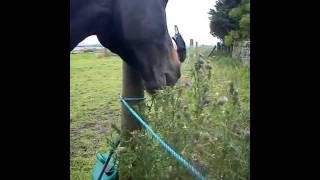 Monty Eating Thistles