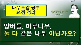 (요점 정리) 미루나무 vs 이태리포플러 vs 양버들의  차이점을 요점 정리하였습니다.