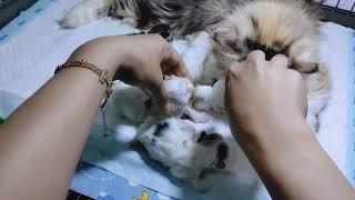 baby kitten lucu usia 1 hari mimik susu (handfeeding)