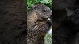 "Groundhogs: Uncovering the Mystery" #groundhog #groundhogday #FASTFAX #animalfacts #uberpoppabear