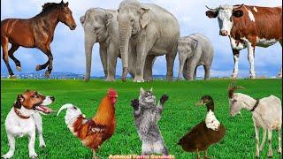 Adorable Animal Moments: Cow, Cat, Duck, Elephant, Dog, Chicken - Animal Videos