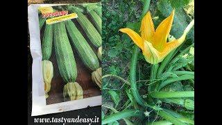 Come Piantare le Zucchine in Vaso sul Terrazzo - Metodo Facile e veloce