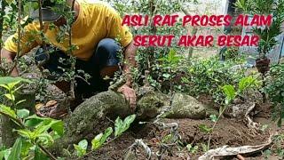 BONSAI SERUT RAF ASLI SUDAH DI BENTUK DARI ALAM DAN UMURNYA HAMPIR RATUSAN TH DI TEBING