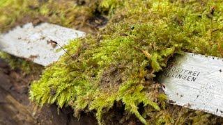 Im Wald eine alte deutsche Stiftung gefunden! AUSGRABUNGEN! UNTERTITEL!