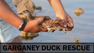 Garganey Duck Rescue | Bird Rescue Bhigwan | Save Birds | Wildlife Rescue | Discover Wild India