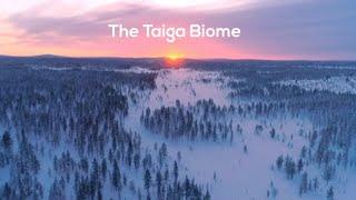 Taiga Biome