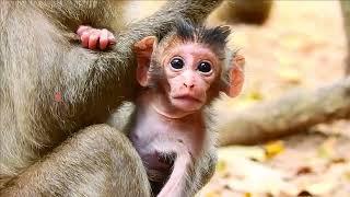 BALY MONKEY VIDEO __ NEWBORN BABY JASPER IS TELLING MOM HE IS SO HUNGRY FOR MILK__ BEAUTIFUL LIFE