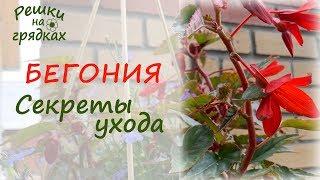  Бегония Уход в домашних условиях