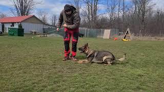 What is Competition Obedience Training?