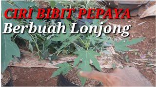 #Bibit #pepaya Ciri bibit pepaya akan berbuah lonjong.