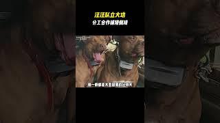 我嘞个现实版汪汪队立大功啊