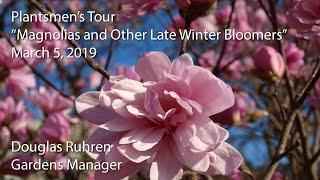 "Magnolias and Other Late Winter Bloomers"