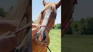 *INSTANT REACTION* QUICK HORSE NECK ADJUSTMENT  Animal Chiropractor