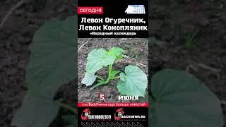 Сегодня, 5 июня, в этот день отмечают праздник, Левон Огуречник, Левон Конопляник