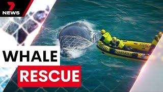 Humpback whale freed from shark nets in rescue operation off the Gold Coast | 7NEWS