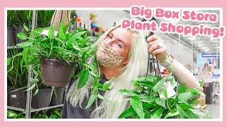 Big Box Store Houseplant Shop Tour and Haul! Go Plant Shopping at Lowes!