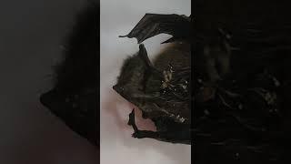 evil caught #terrors #fear #batman #wild #danger #nippa