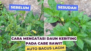 Cara Mengatasi Daun Keriting Pada Cabe Rawit‼️ #caberawit