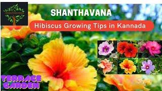 Hibiscus Growing Tips in Kannada | Terrace Garden in Kannada | Shanthavana