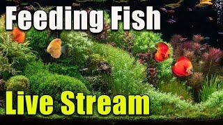 [LIVE]  All About Feeding Fish! Plus a Giveaway!