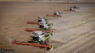 BIG HARVEST OPERATION in Saskatchewan ! 7 x Claas Lexion 8700 & 8600 in Formation bei der Ernte 2024