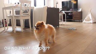 What dogs do while you’re not home? | Pomeranian home alone