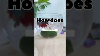 Betta Fish in a Bowl - Captivating Beauty  #Shorts #trending