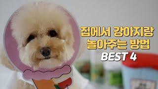 효과 만점! 집에서 심심한 강아지랑 놀아주는 방법 BEST 4 (feat. 노즈워크 장난감 만들기)