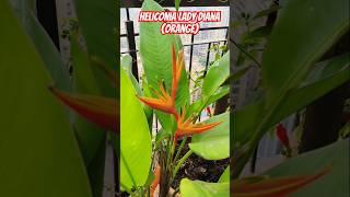 For Plants  lovers #gardeningtime #heliconia #plants #terracegarden #shorts #ytshorts #trending