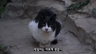 After 339 days the cat shows a small sign of opening her heart