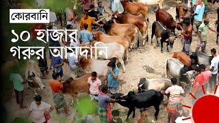 বগুড়ায় কোরবানির হাটে ক্রেতার সাড়া কম | Qurbani Cow 2024 | News | Prothom Alo