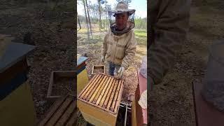 Какой размер рамки ? #пчеловодство #beekeeper #пчёлы #bee #2024 #beekeeping #honey #весна