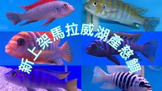 新上架馬拉威湖產慈鯛 New display of cichlids from Lake Malawi