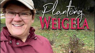 Planting Wine And Roses® Weigela - 