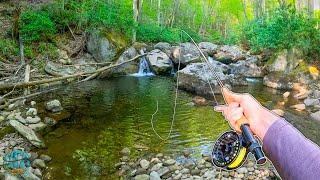 Spring Fly Fishing an Incredible Small Creek! (Native Brook Trout)